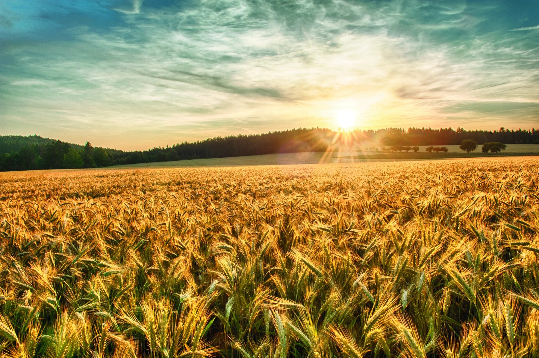 Grain field